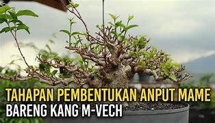 Bonsai Anting Putri Mame